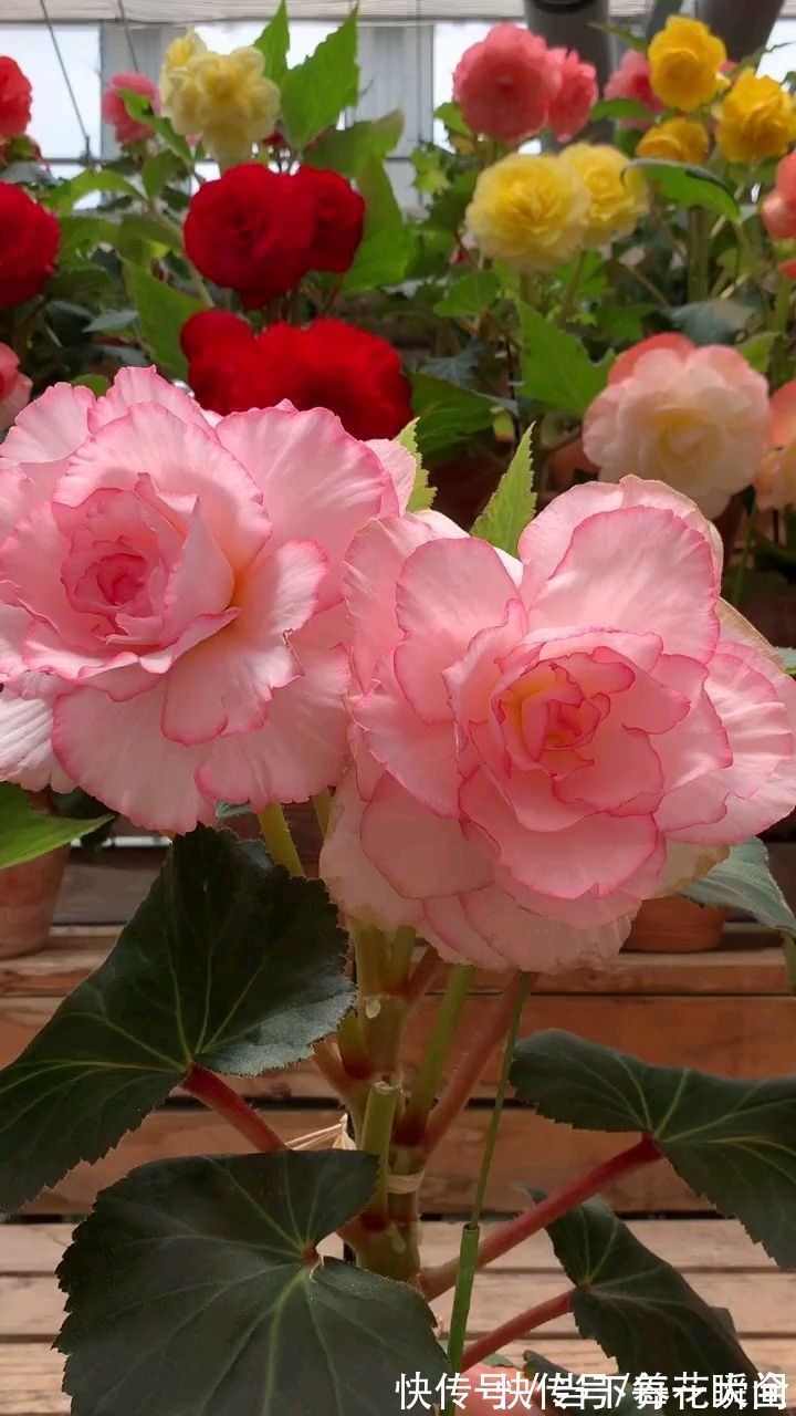 1个“洋葱球”埋土里,20天冒出“青葱芽”,一个月开花比脸大