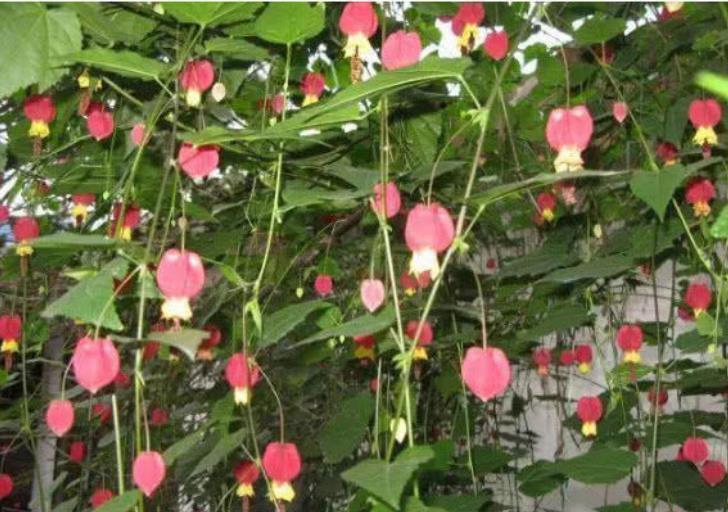 米兰花|4种漂亮花,好养易活能爆盆,日子红火财运滚滚,好看极了