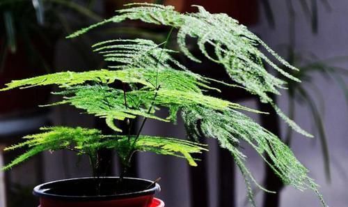 药片|还在用白糖养文竹?用1片药片代替,3年不黄叶!