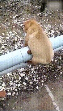 |搞笑GIF趣图:大爷,你这酒喝一口应该可以延寿百年吧