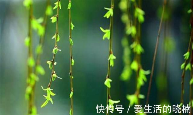 斜月@鉴赏张先的《一丛花令》,开头就是千古名句,美得让人心碎