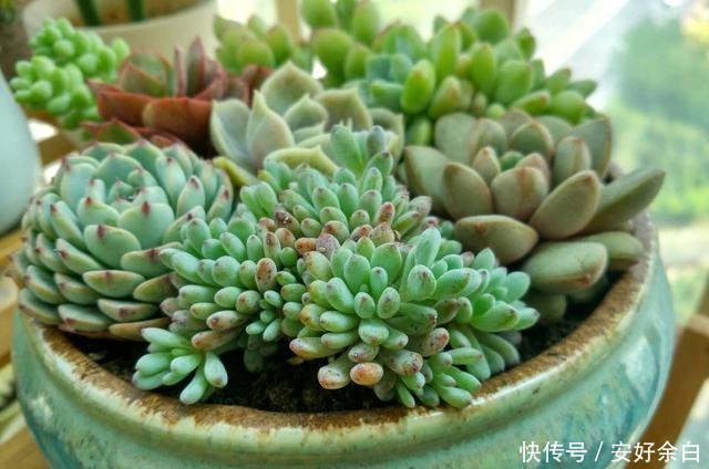 夏天多肉怎么浇水注意这4点，干爽适宜好度夏！