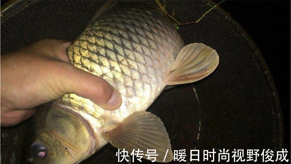 大鱼|盛夏夜钓聚鱼技巧,窝料粗细怎么占比?是否打重窝?跟白天不一样