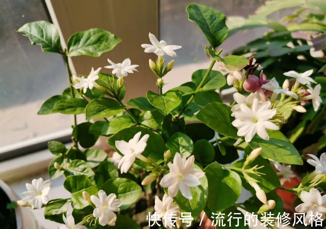 黄叶|养花“黑名单”实在太难养，心累
