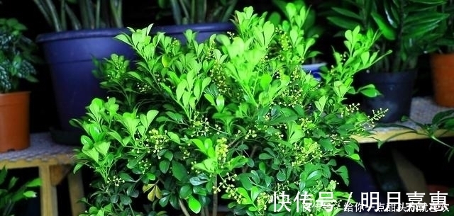 4种“香水花”，选一种养家里，晒晒太阳，满屋香水味，又香又美