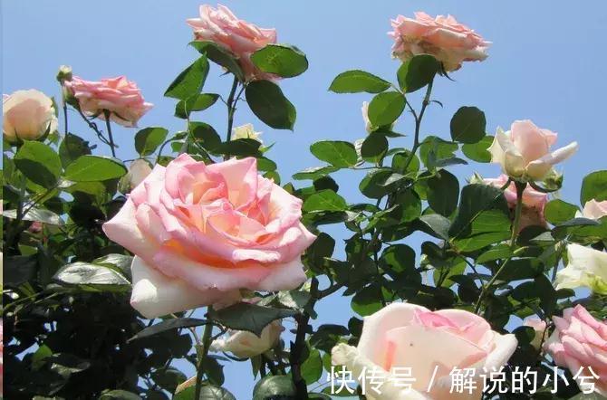 误区,这8种花冬季千万不要保暖,否则春天反而不开花