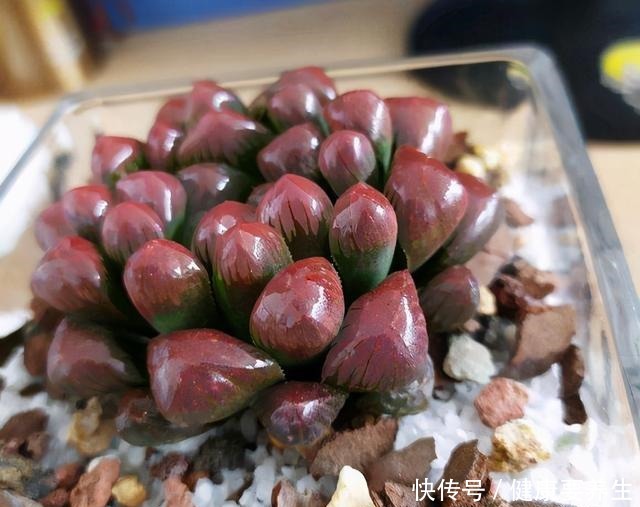 进入“黑名单”的多肉,便宜也不买,“坑”人没商量!