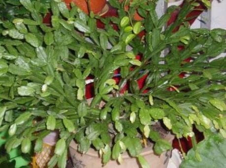 叶子|张大妈养蟹爪兰,只摆“这里”,再喂点“它”,叶子利如“刀”!