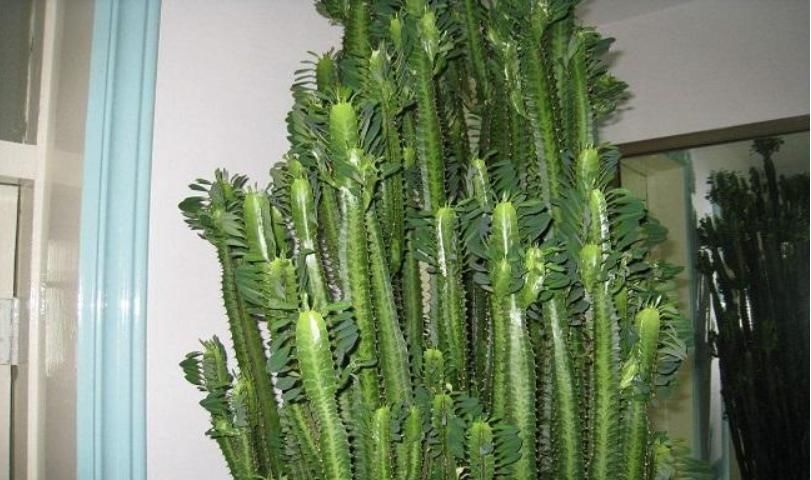 老人常说,别看三种树长得“丑”,但是它镇宅养人,招财进宝