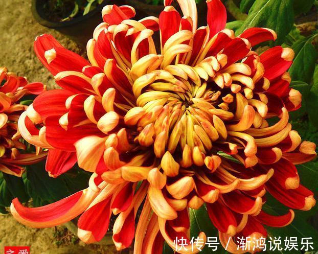 万山红遍|喜欢菊花，不如养盆“菊中珍品”万山红遍，似金缕玉衣，妩媚娇羞