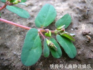 莲子草|乡下不起眼的此草,能调节气血、活血化瘀,还能治疗一些妇科疾病