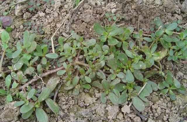 大山珍|農村不起眼的9大山珍,認識4個以上,說明你是真正的農村人!