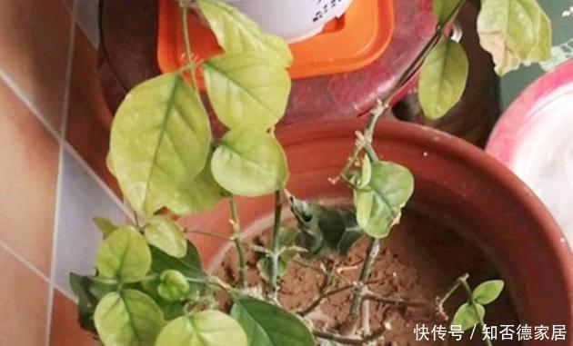磨粉|这5样“小药丸”不值钱,过期了却仍能磨粉养花,好处多多