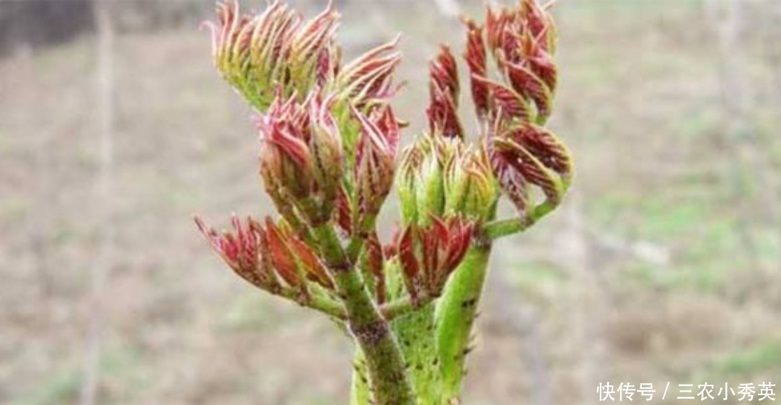  营养价值|乡下一种常见野菜，美味又营养，市场上很受欢迎