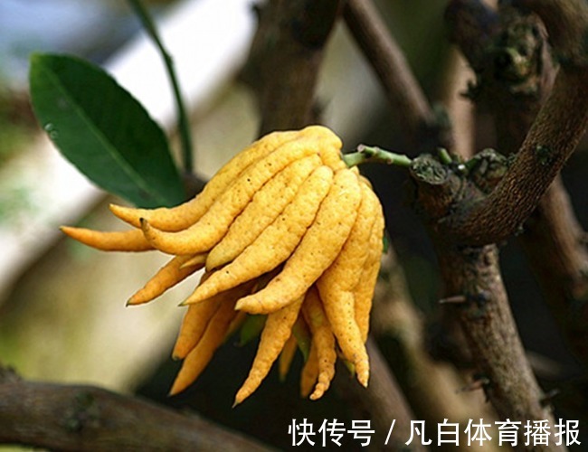 别管有钱没钱，八月十五5种“招财花”，大吉大利，谁看都有档次