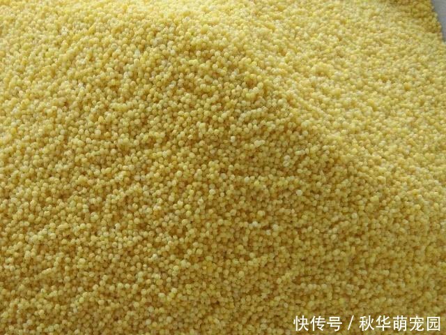 小米配“一宝”补充气血肾更好,老婆应该多做给老公吃