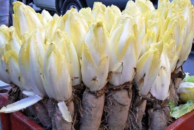 不想出门,就在阳台种“2种菜”,采摘一茬又一茬,够全家吃