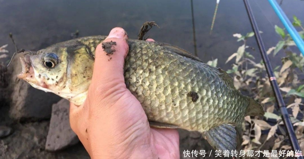 原则|夏钓鲫鱼，掌握这三个原则以及蚕豆粉的妙用，鲫鱼只能乖乖入护