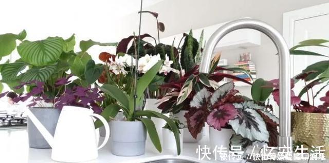 凉开水|用自来水、雨水、桶装水和凉开水养花的差别,哪种水养花最好呢