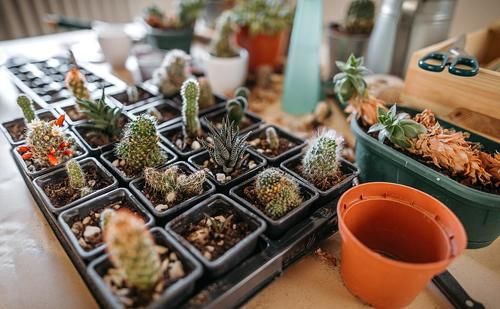 六种花一到夏天就怕热，不开花还不好养，照此做才能安全度夏