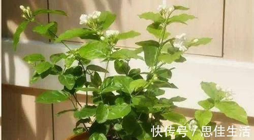 这10种花超级怕冷,再不搬进屋,小心只剩下盆了