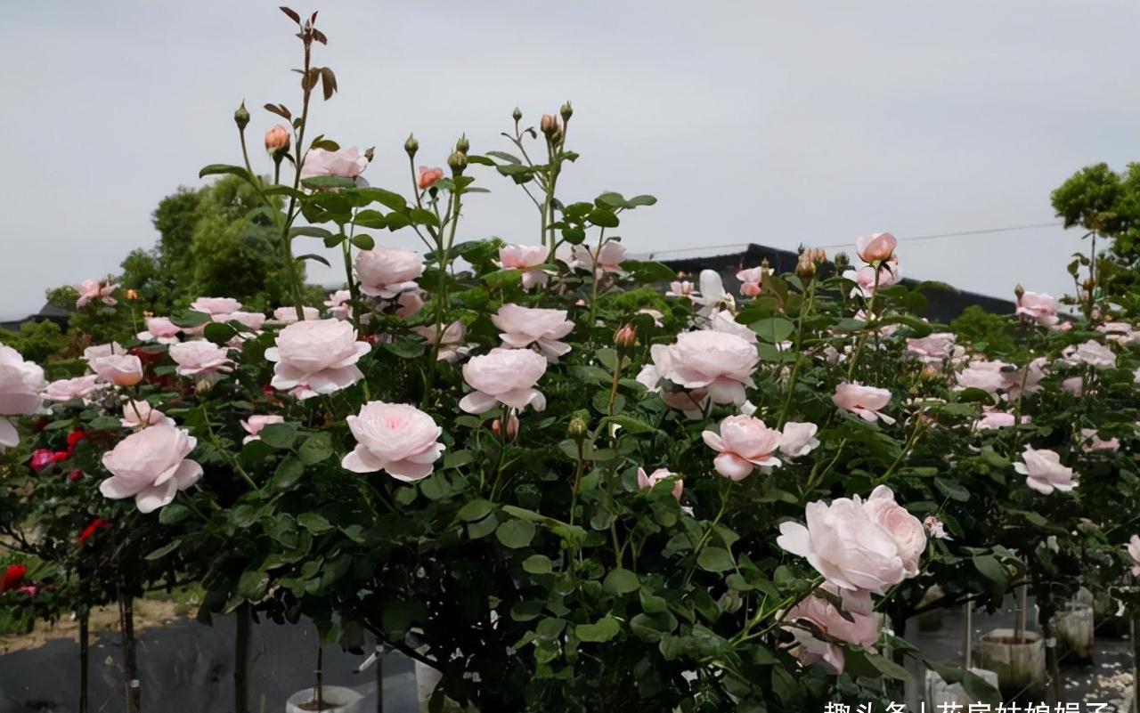 一个家里能栽得下去多少品种的月季?朋友家的小花园告诉你