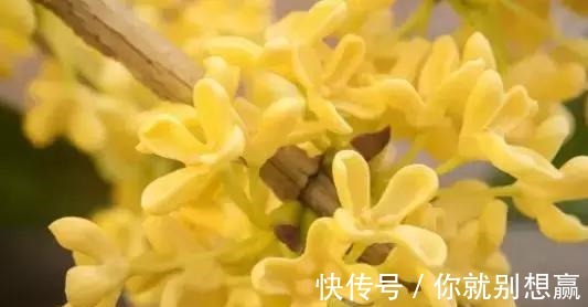 秋日$桂花,就是最美秋日诗词!