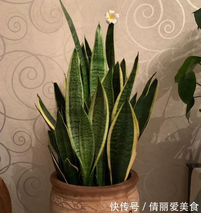 卫生间、浴室异味大咋办?别再喷洒香水遮掩,放上它们就够了