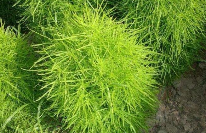 地肤子|立秋后,皮肤瘙痒难受,常吃此草,止痛止痒,远离皮肤疾病