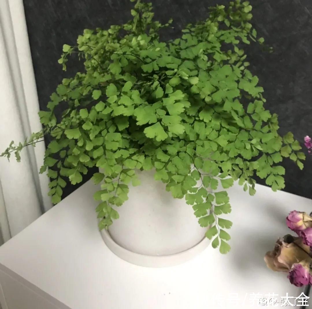 10种“怕晒花”，越晒死越快，半阴地儿反倒长得旺