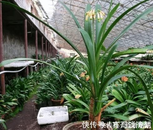 君子兰|婆婆在家种了10年君子兰,没想根茎比我手臂还粗开花开得好奇怪