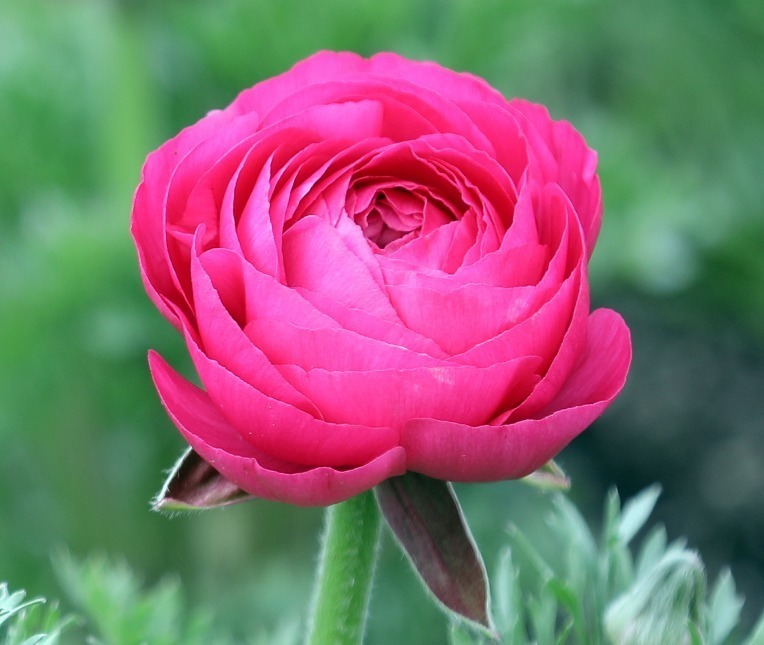 高贵|此花玲珑秀美,优雅动人,给人一种迷人的感觉,象征着典雅和高贵