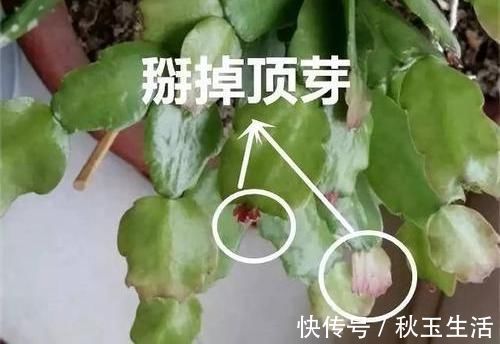 扦插蟹爪兰,巧用“小妙招”,夹在梳子缝里,呼呼长出毛细根