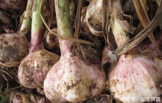 蔓越莓|胃里幽门螺杆菌“猖狂”?常吃4物,牢记1话,杀病菌,养好胃