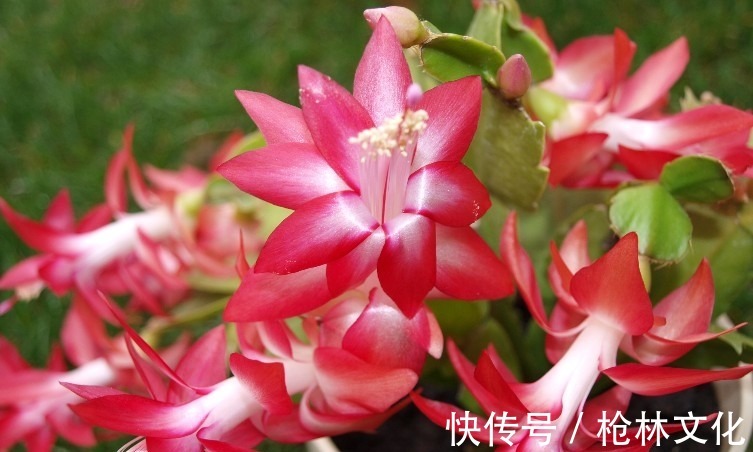 喜欢养护漂亮的花卉,就选择3种花卉,开花优雅漂亮,养花必备