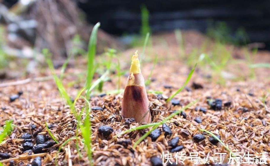 春笋|春笋有“5忌”，不懂别乱吃，别让春笋变“春损”，因小失大