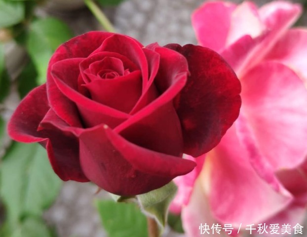 10个最奇葩的月季品种,你可能一个都没见过!