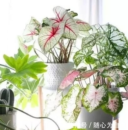此款花草适合新手,厨房养2盆,漂亮又净化空气,还能蹭蹭长!