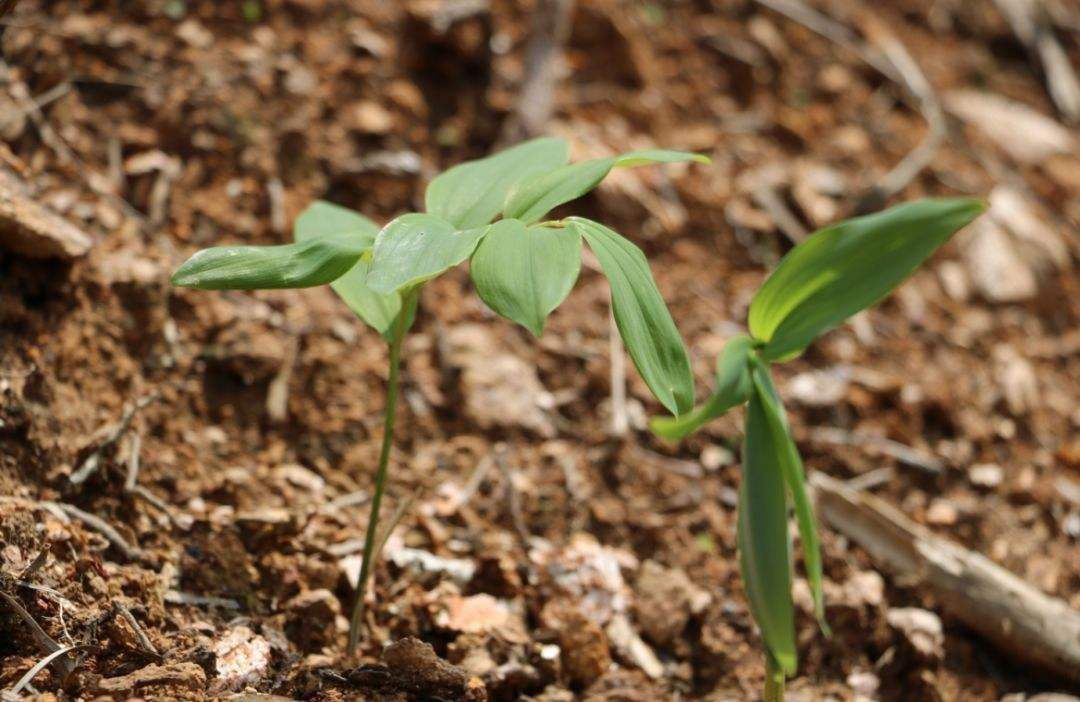 植物|村民称其草为“土黄金”，种子都要几十元1斤，日韩全靠进口