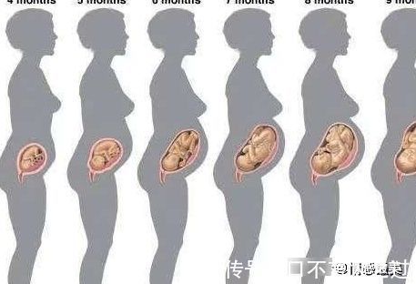 发育|怀孕5个月肚子显怀吗?5个月胎儿发育得怎么样?你想要的都全了