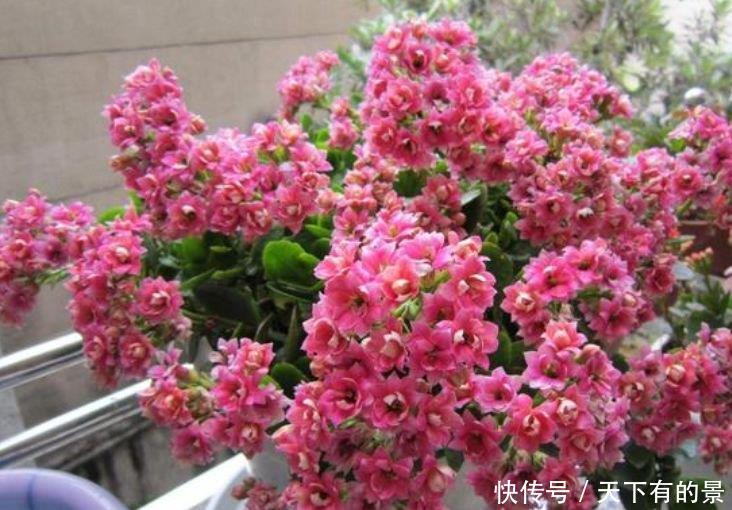 4种富贵花,添福添贵添好运,叶子油绿,花朵艳,养着省心