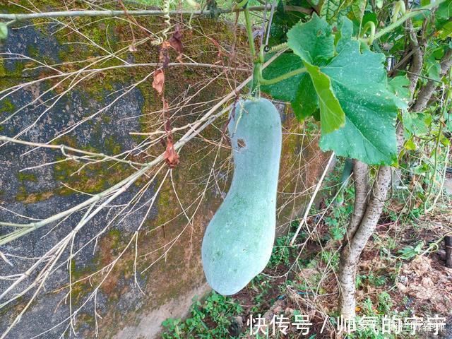 秋韵#【七绝·秋韵】清风伴我不孤行,晨起轩窗有鸟鸣