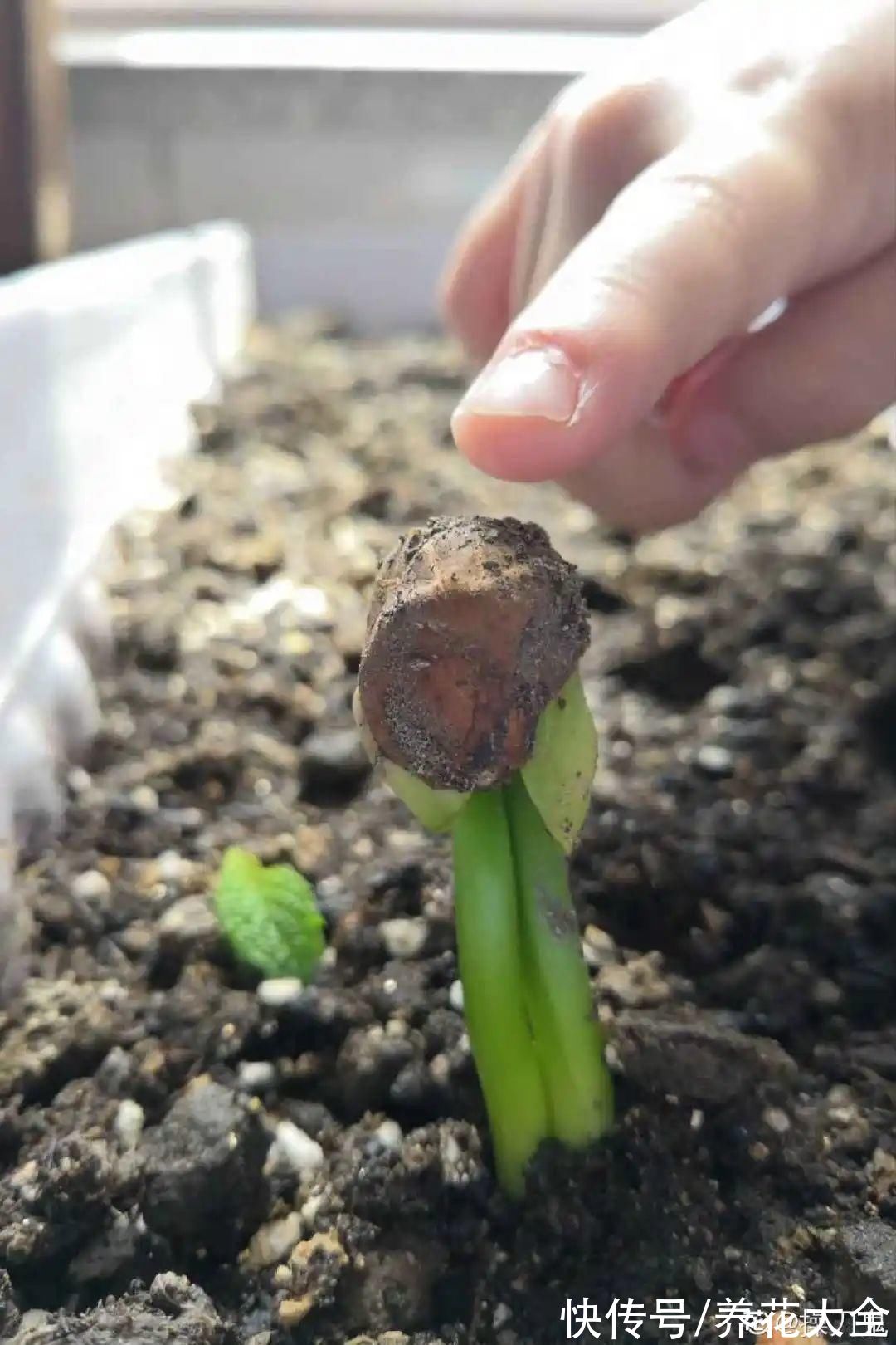 铁树|老人常说，6种吉祥花，轻易不开花，开花据说有好运