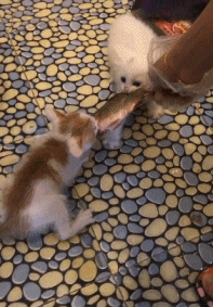 |搞笑GIF:这群臭小子坏得很