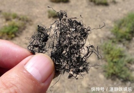 野菜|酷似头发的野菜，毁10亩地才挖2两，古代是贡品，如今成“禁菜”