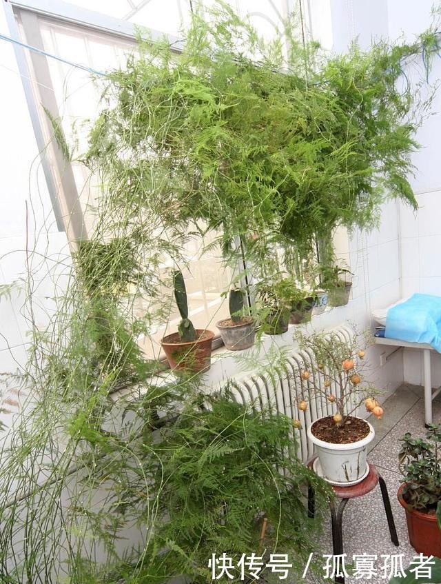 客厅2种花，别养成“巨无霸”，我家的已经处理了！