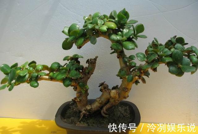 妙招|玉树养护小“妙招”，茎干粗壮，叶片油绿，变“玉树临风”！