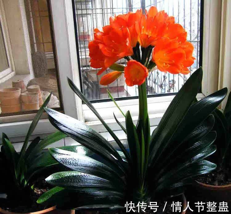 寓意|12种花,建议养一盆,不仅吸收废气,还有“旺财添福”的美好寓意