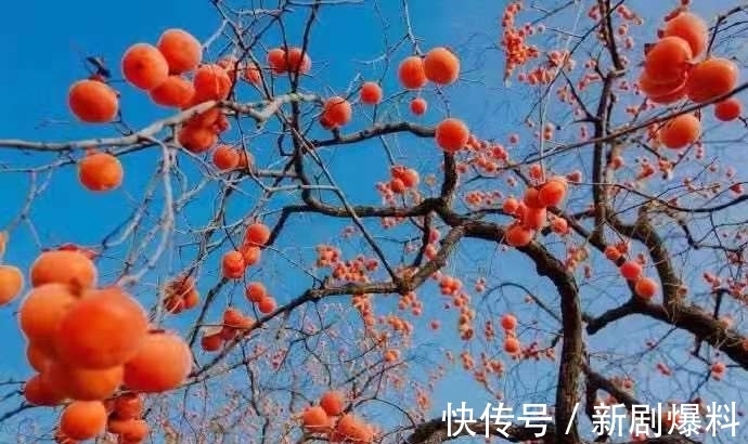 郑玉玲|白露诗词:人间最美是白露,祝君岁岁长安康