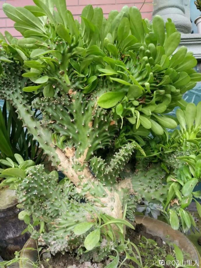 5种丑的难入眼的花,养客厅镇宅守家,越养越气派